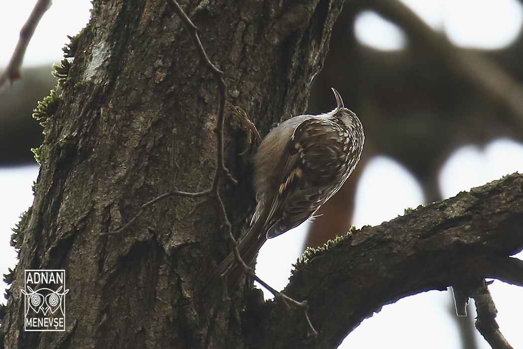 Short-toed Treecreeper
